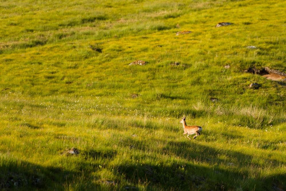 Dunalastair Hotel Suites Кінлок-Раннок Екстер'єр фото A mountain hare in the Scottish Highlands